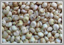 Sorghum White Seeds